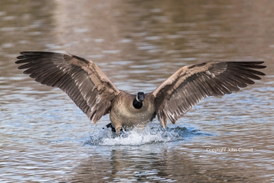 Branta-canadensis;Canada-Goose;Flying-Bird;Landing;Photography;action;active;al